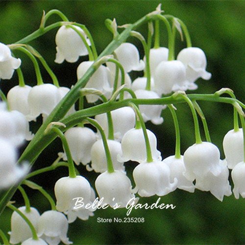 50pcs del lirio blanco de las semillas del valle Convallaria majalis perenne de flores del jardín de las semillas de flor de Bonsai Hermosa planta de bricolaje