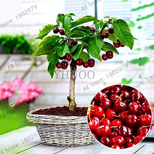 AGROBITS Nueva llegada! 20 cerezo del Ã¡rbol Bonsai Australia cerezo negro Plantas Plantas raras de Ã¡rboles frutales para plantar jardÃ­n de su casa, R4MZFX