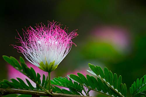 Albizia julibrissin rosea (Árbol de la Seda Rosa) - Planta