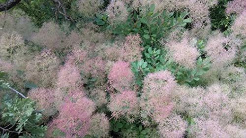 Árbol de las pelucas (Cotinus coggygria) Aceite esencial, 100% puro, sin diluir, grado terapéutico - alemán (5ml)