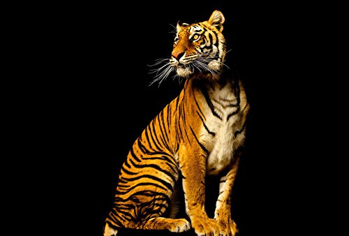 awallo DD105448 Majestätischer Tiger - Papel pintado fotográfico (400 x 250 cm), diseño de tigre