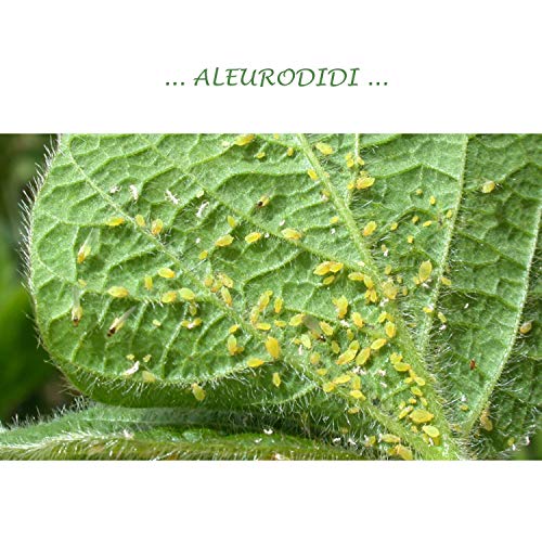 Bio Afid Insecticida Spray Natural Extracto de Plantas a Base de cítricos Afidicida contra pulgones Eleurodidae Thrips Psilla Protección de Plantas Ornamentales de Flores Frutas y Verduras Listo