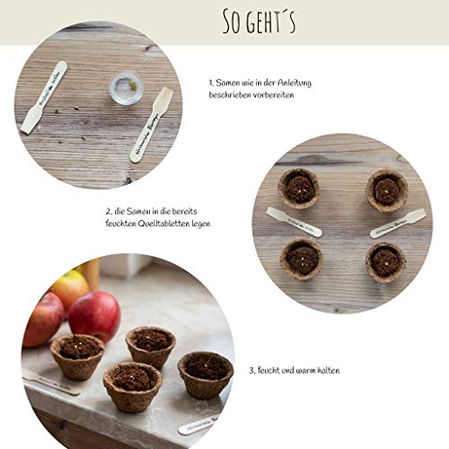 Bonsai Kit incl. eBook GRATUITO - Set con macetas de coco, semillas y tierra - idea de regalo sostenible para los amantes de las plantas (Rosa del Desierto + Secoya Gigante)