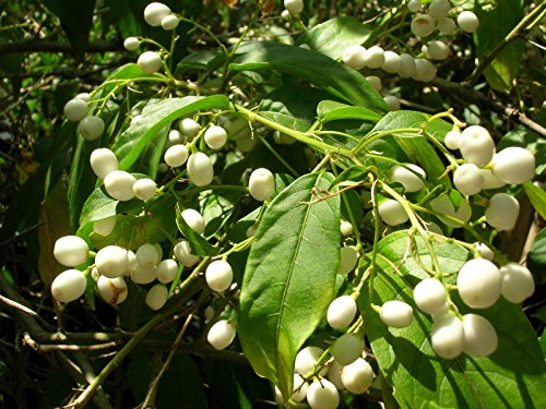 Cestrum Nocturnum (Noche Jasmine) 25 semillas