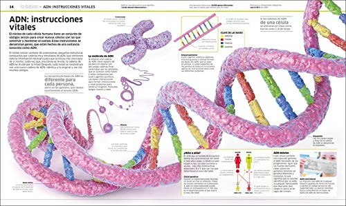 Cuerpo humano: Como nunca antes lo habías visto (Conocimiento)