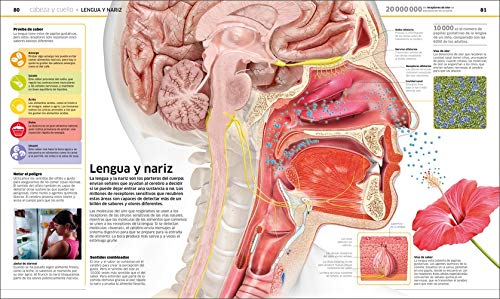 Cuerpo humano: Como nunca antes lo habías visto (Conocimiento)