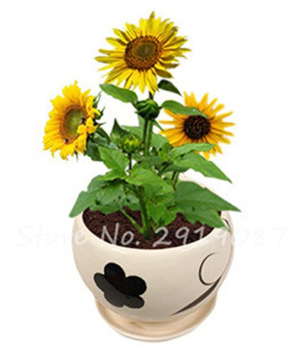 Franceses Dwarf Semillas de girasol Mini hermosas Semillas Balcón Planta de tiesto heliotropo flor de Bonsai de plantas del jardín de DIY 80 PC 3