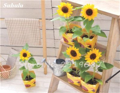 Franceses Dwarf Semillas de girasol Mini hermosas Semillas Balcón Planta de tiesto heliotropo flor de Bonsai de plantas del jardín de DIY 80 PC 3