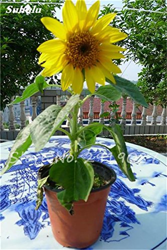 Franceses Dwarf Semillas de girasol Mini hermosas Semillas Balcón Planta de tiesto heliotropo flor de Bonsai de plantas del jardín de DIY 80 PCS 5