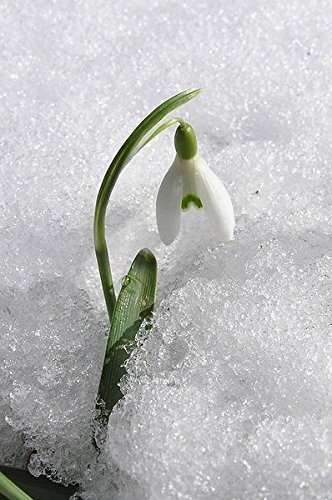 Galanthus Nivalis Semillas Semillas 20Seeds flor de campanillas común hermosas plantas de jardín de flores Balcón de congelación Bonsai