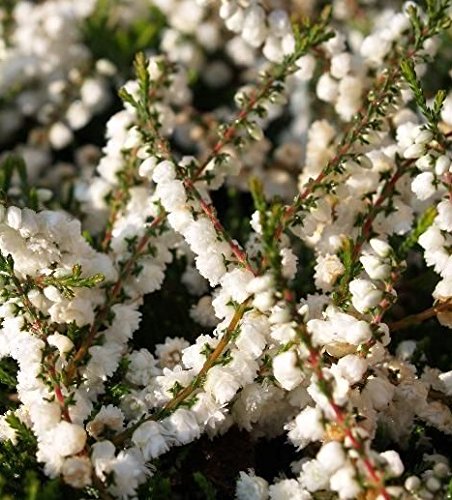 HERENCIA NO OGM Kinlochruel White Heather (Calluna vulgaris) 25 semillas