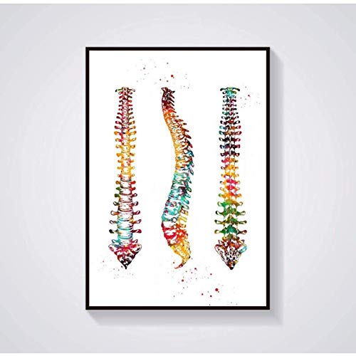 HHLSS Cuadros de la Pared 20x30cm sin Marco Pintura de la Lona Decoración HD Pinturas al óleo Columna Vertebral Anatomía Médica y Ciencia Cuadro de la Pared