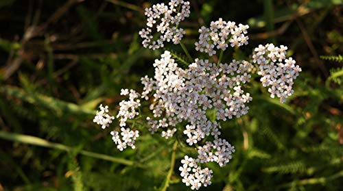 Indigo Herbs Aceite Esencial de Milenrama (vapor destilado) 10ml - Achillea millefolium