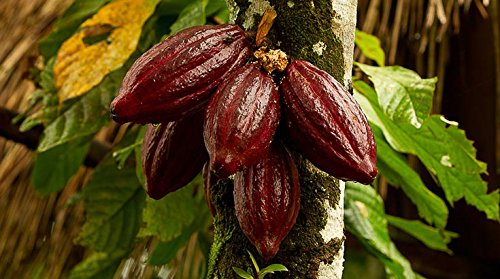 Indigo Herbs Manteca de Cacao Pastillas Orgánica 500g