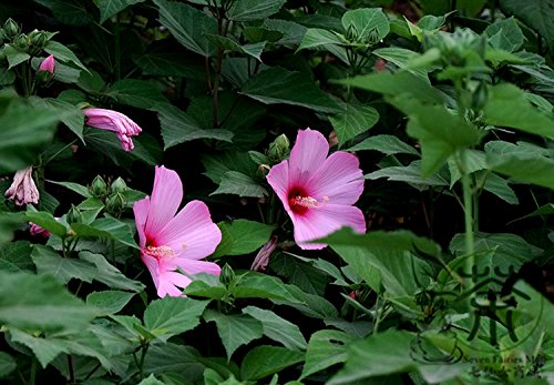 Jardín Greening Hibisco Malva Semillas, Semillas 200pcs brillante color rosa Malvaceae de flores, semillas Florida Planta Da Hua Qiu Kui