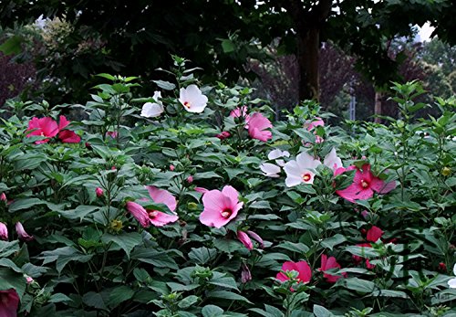 Jardín Greening Hibisco Malva Semillas, Semillas 200pcs brillante color rosa Malvaceae de flores, semillas Florida Planta Da Hua Qiu Kui