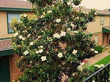 MAGNOLIA GRANDIFLORA, exotic flowering tree FRAGRANT FLOWER rare seed 50 seeds