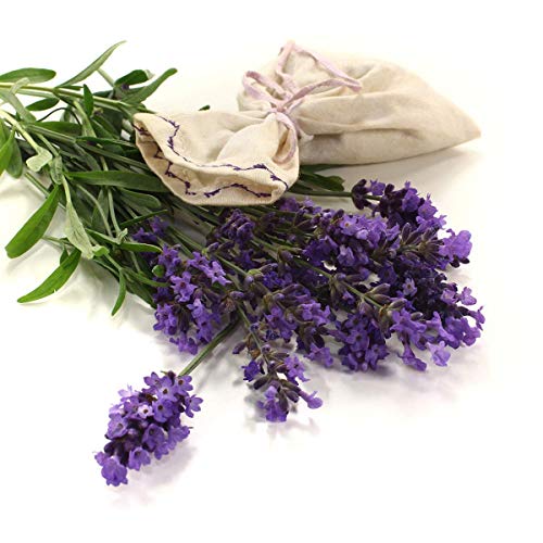 NaturaForte Flores de lavanda 1kg Lavanda sin aditivos - Azul, Fragancia intensa, Flores de lavanda secas para almohadas perfumadas, Bolsas perfumadas, Bolsas de lavanda, Fragancia de popurrí