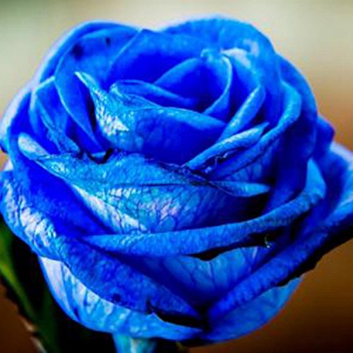 Ncient 50 Semillas de Rosa Azul Bonsai de Jardín Semillas de Flores Plantas Raras para Balcón Interior y Exteriores