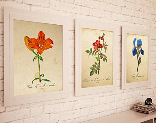 Pack de láminas MI JARDÍN Azul. Tres láminas tamaño A4. Posters con imágenes de botánica. Decoración de hogar. Láminas para enmarcar. Papel 250 Gramos