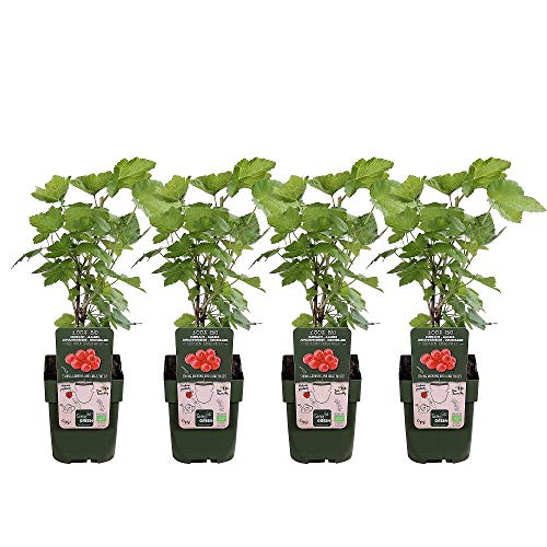 Planta Grosella de Fruto Rojo 10cm 1 Unidad en Maceta Ribes Rubrum Grosellero