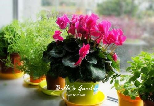 Plantas 50pcs Multi-colores semillas de ciclamen de flores perennes de floración Ciclamen Semillas Semillas de flores hermosas Bonsai Seeds 02