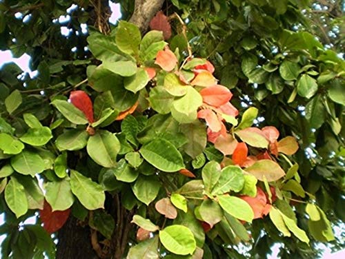 PLAT FIRM GerminaciÃ³n de Las Semillas: 13 Semillas.- India de Semillas de almendras ENVÃO Terminalia Catappa Ãrbol Tropical-Libre