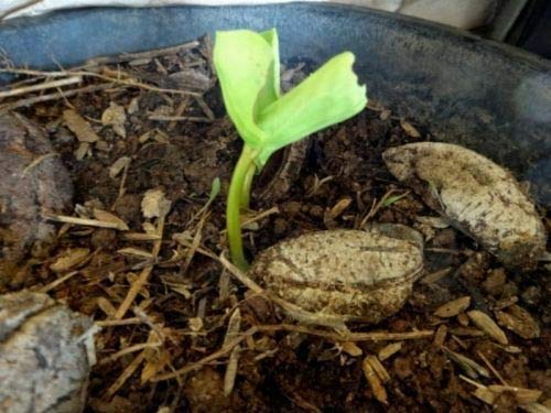 PLAT FIRM GerminaciÃ³n de las semillas: Terminalia Catappa Semillas, Tropical Almendra, Almendro de la India, las hojas por un acuario