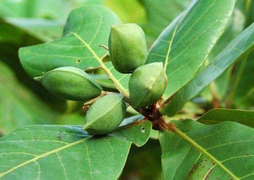 PLAT FIRM GerminaciÃ³n de las semillas: Terminalia Catappa Semillas, Tropical Almendra, Almendro de la India, las hojas por un acuario