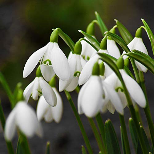 Portal Cool 200pcs nivalis de Galanthus Semillas ComÃºn flor de campanillas Freezing Plants Garden NUEVO