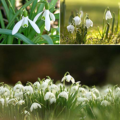 Portal Cool 200pcs nivalis de Galanthus Semillas ComÃºn flor de campanillas Freezing Plants Garden NUEVO