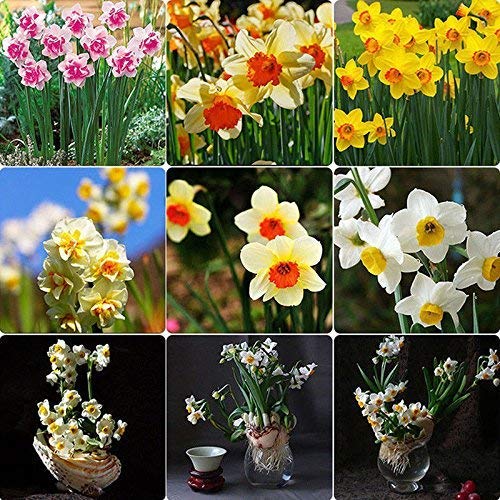 Portal Cool 400X Mixta narciso doble del narciso Bulbos Duo semillas de plantas de flores de primavera De T Hh