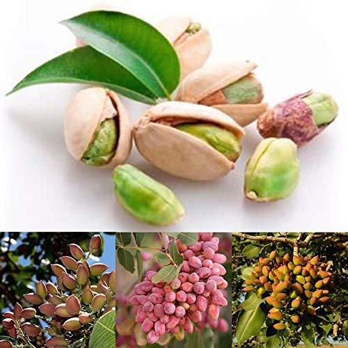 Portal Cool Ãrbol de nueces Semillas de pistachos Pistacia Semillas de Ã¡rboles frutales raras Planta tropical Semillas de frutos secos