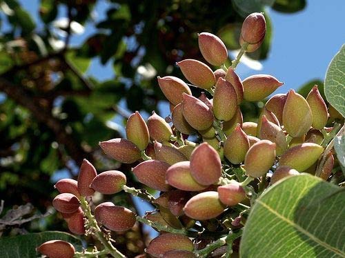 Portal Cool Ãrbol de nuez Pistachos nutricionales Semillas Pistacia Fruta al aire libre Raras Planta tropical