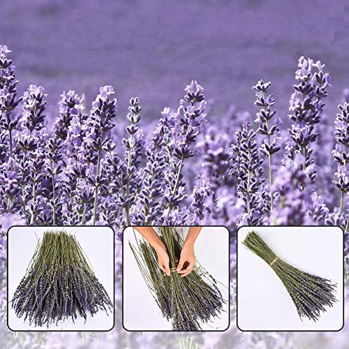 PTVwire Ramos de Lavanda secas 100% Natural para decoración del hogar, Fragancia del hogar, Flores de jabón Hechas a Mano