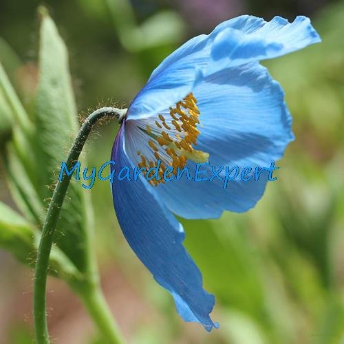 Raras semillas de amapola azul del Himalaya Hardy flor 50pcs / lot del ornamento de la semilla de amapola flor de la planta de la flor Bonsai Garden Home