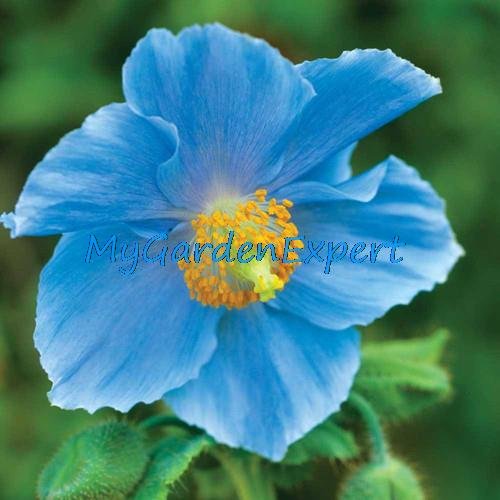 Raras semillas de amapola azul del Himalaya Hardy flor 50pcs / lot del ornamento de la semilla de amapola flor de la planta de la flor Bonsai Garden Home