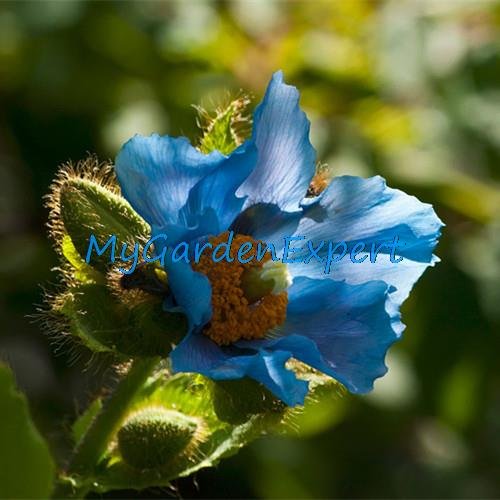 Raras semillas de amapola azul del Himalaya Hardy flor 50pcs / lot del ornamento de la semilla de amapola flor de la planta de la flor Bonsai Garden Home
