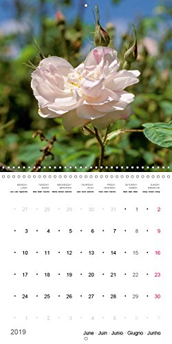 Roses historiques - la reine des fleurs (calendrier mural 2019 300 * 300 mm square) - beaute, senteu (Calvendo Nature): Beauté, senteur et une ... historiques (Calendrier mensuel, 14 Pages )