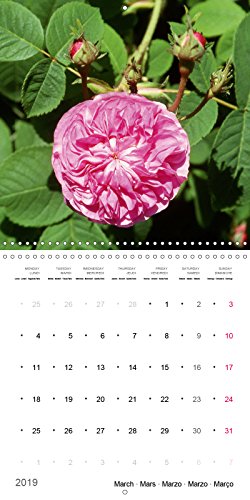 Roses historiques - la reine des fleurs (calendrier mural 2019 300 * 300 mm square) - beaute, senteu (Calvendo Nature): Beauté, senteur et une ... historiques (Calendrier mensuel, 14 Pages )