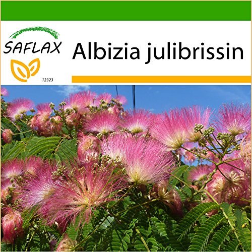 SAFLAX - Acacia de Constantinopla - 50 semillas - Con sustrato estéril para cultivo - Albizia julibrissin