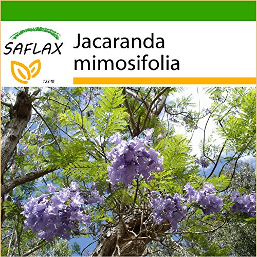 SAFLAX - Palisandro - 50 semillas - Con sustrato estéril para cultivo - Jacaranda mimosifolia