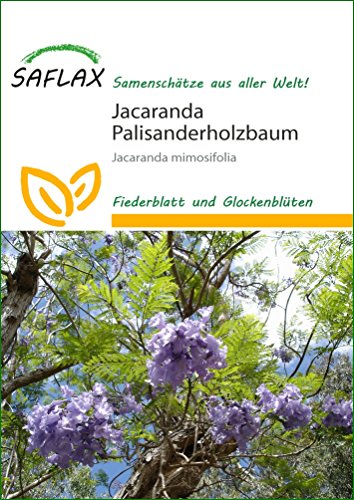 SAFLAX - Palisandro - 50 semillas - Jacaranda mimosifolia