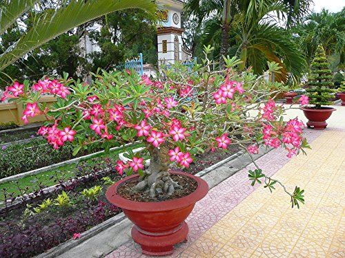 SAFLAX - Rosa del desierto - 8 semillas - Adenium obesum