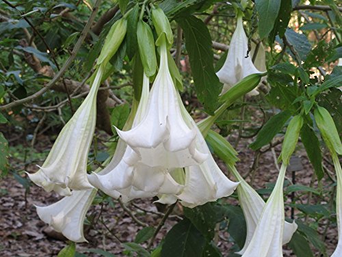 SAFLAX - Set regalo - Trompetas de ángel/Blanca - 10 semillas - Con caja regalo/envío, etiqueta para envío, tarjeta de felicitación y sustrato de cultivo y fertilizante - Brugmansia suaveolens