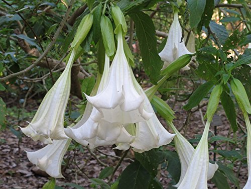 SAFLAX - Trompetas de ángel/Blanca - 10 semillas - Con sustrato estéril para cultivo - Brugmansia suaveolens