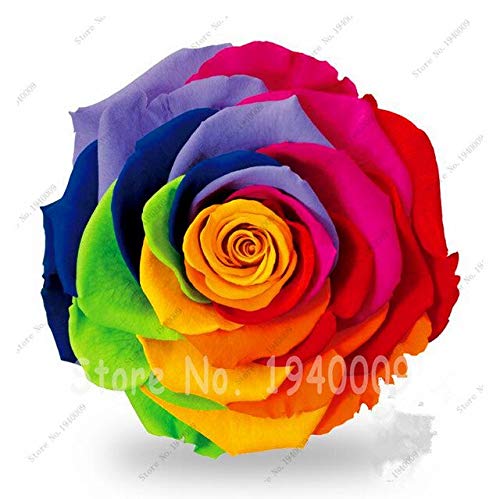 Semilla de rosa gigante arcoiris mixta 100 piezas/paquete, Four Seasons Siembra las semillas de rosas de flores perennes Rosas de jardín azul