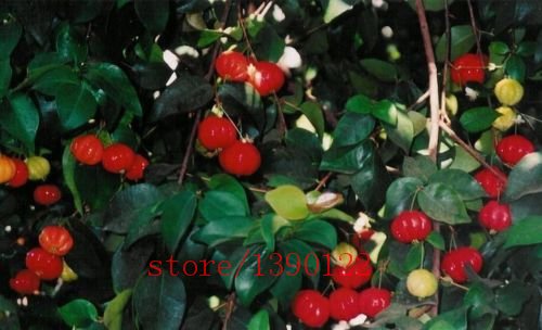 semillas 20pcs Surinam cherry, semillas de fruta Pitanga, cereza brasileña {rojas}, planta rara para el hogar y el jardín