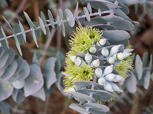 Semillas BloomGreen Co. Flor: semillas de plantas Angustifolium Helichrysum semillas de plantas con flores Pack (9 paquetes) Semillas de plantas de jardÃ­n