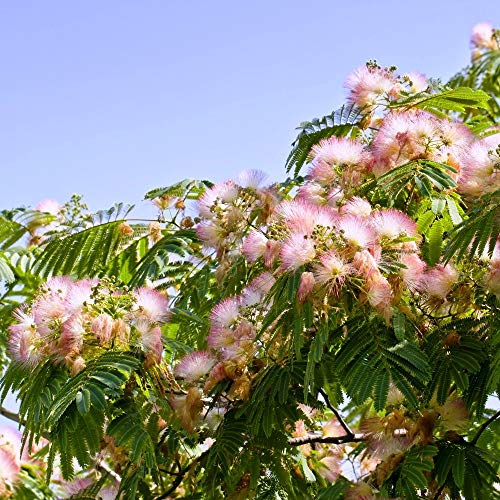 Semillas de árbol de seda persa - Albizia julibrissin -